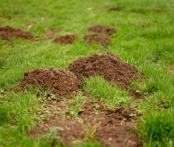 Weed Man's Mole Control Service